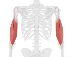 Biceps-tendinopathie-l-Oorzaak-en-behandeling-l-Venray