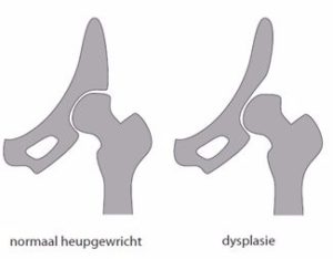 Heupdysplasie-l-Fysiotherapie-Wieenhof Venray