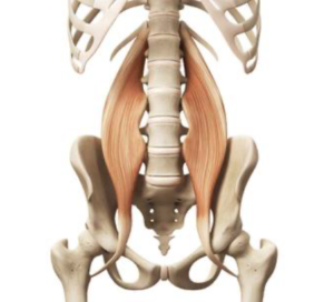 Iliopsoas-syndroom-l-Oorzaak-en-behandeling-l-Fysiotherapie Wieenhof