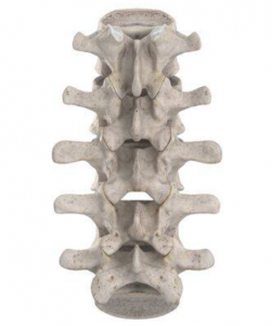 Lumbaal-facetprobleemsyndroom-Fysiotherapie wieenhof venray