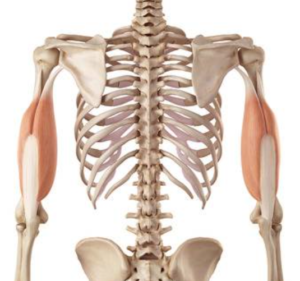 Triceps-tendinopathie-l-Oorzaak-en-behandeling-l Venray